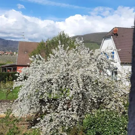 Le Cerisier - Route Des Vins - Parking Et Terrasse Avec Vue Sur Montagnes Et Vignoble Feriehus Sigolsheim