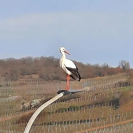 Le Cerisier - Route Des Vins - Parking Et Terrasse Avec Vue Sur Montagnes Et Vignoble Hébergement de vacances