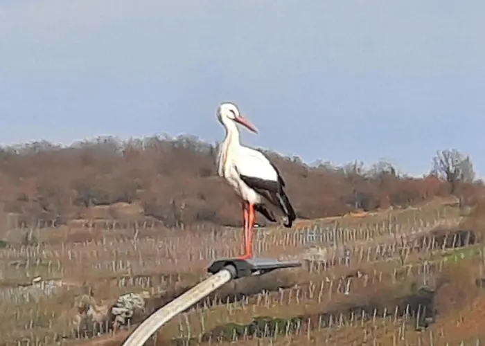 Le Cerisier - Route Des Vins - Parking Et Terrasse Avec Vue Sur Montagnes Et Vignoble 度假居